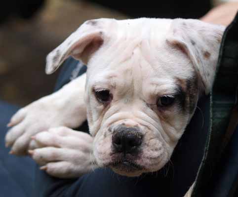 Darkenwald american bulldog pup
